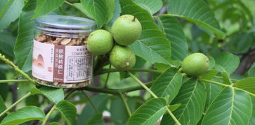 清水農(nóng)發(fā)丨清水縣農(nóng)發(fā)公司啟動(dòng)全城農(nóng)產(chǎn)品收購服務(wù)