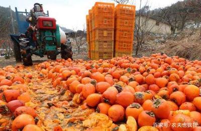 農產(chǎn)品滯銷 本質探究與年度現(xiàn)象解析